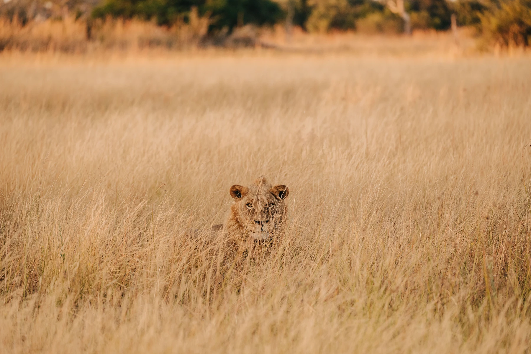 a lion in tall grass Botswana