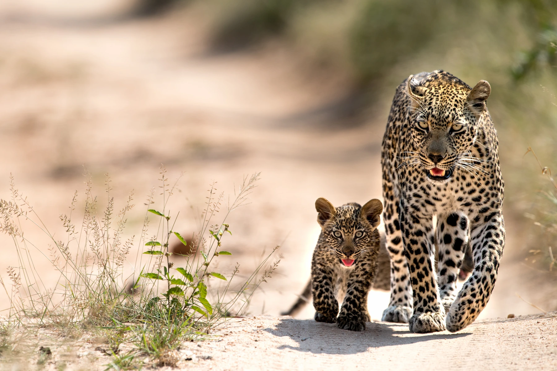 a leopard and cub walking on a dirt road South Africa