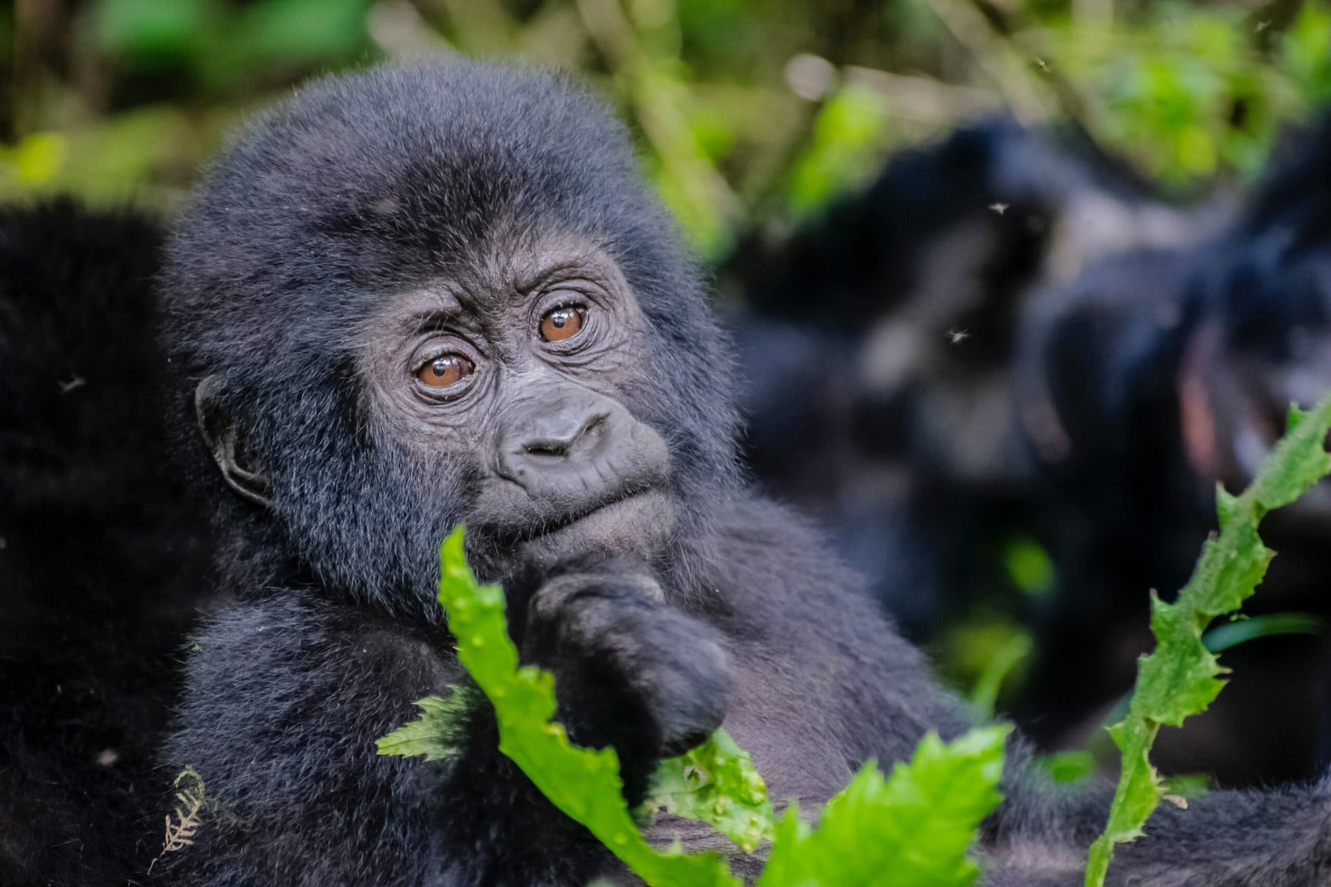 a gorilla holding a leaf. Uganda